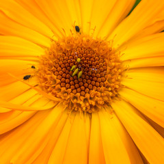 Calendula Interest