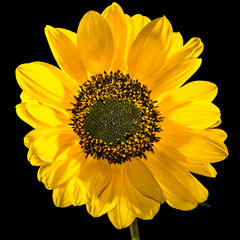 Naklejka premium Yellow Awakening