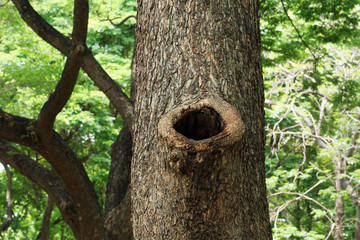 Hole of tree.