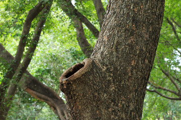 Hole of tree.