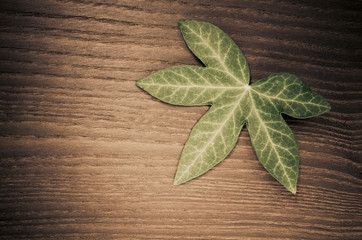 ivy leaf on wood background