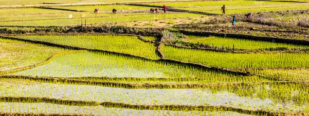 Deurstickers rijstvelden, nepal © anando.a