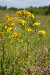 Blossoming St. John's Wort made a hole (Hypericum perforatum)