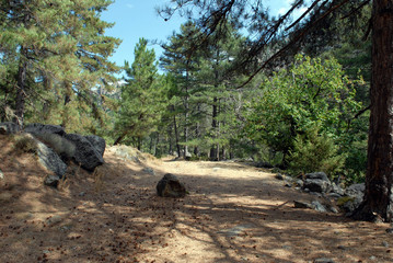 Sous-bois dans les gorges de la Restonica