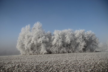 Baumgruppe im Rauhreif bei Sonnenschein