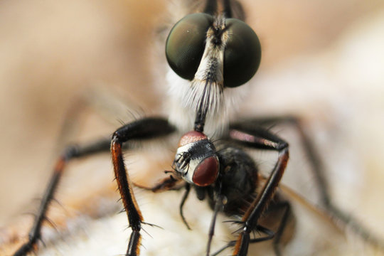 insecto carnivoro