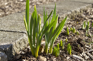 Emerging daffodils along stone border