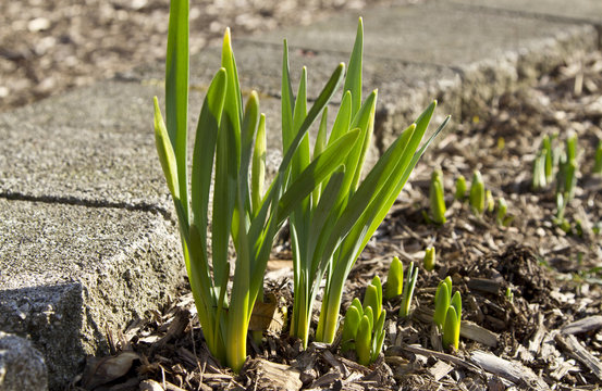 Emerging Daffodils Along Stone Border