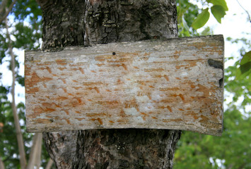 Blank rustic wood sign on tree