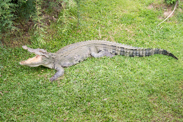 Crocodile opening the mouth resting on the grass