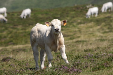 Veau (gasconne),Pyrénées