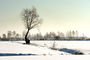Krajobraz wiejski, zimowa wierzba © janmiko