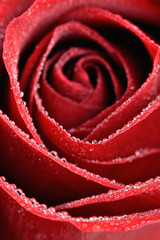 Mokra czerwona róża