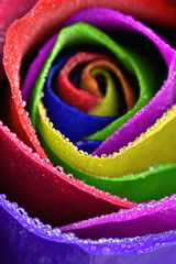 Obraz na płótnie Canvas Kolorowa mokra róża