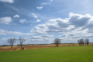 Krajobraz wiejski, młode zboże