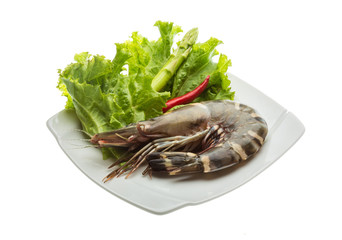 Tiger prawn