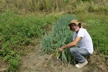 Naklejka na ściany i meble Organic farmer harvesting green onion