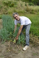 Organic farmer harvesting green onion