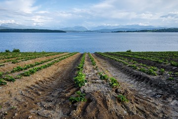 Norwegia , krajobraz wiejski, uprawa truskawek