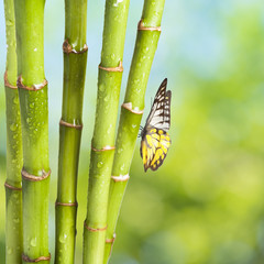 Fototapeta premium Butterfly with Bamboo