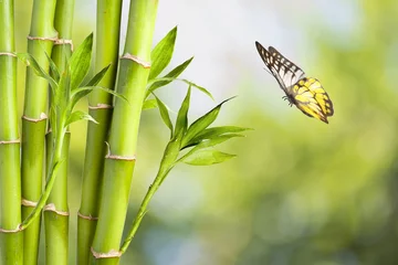 Photo sur Plexiglas Bambou Papillon avec Bambou