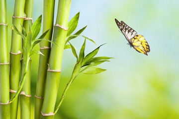 Papillon avec Bambou
