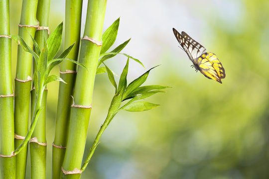 Butterfly with Bamboo
