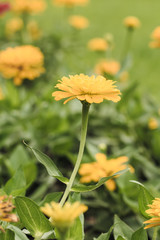 Yellow Flowers with Soft Focus.