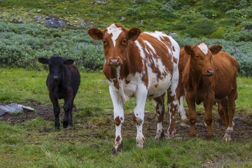 Norwegia , krajobraz wiejski, pasące się krowy