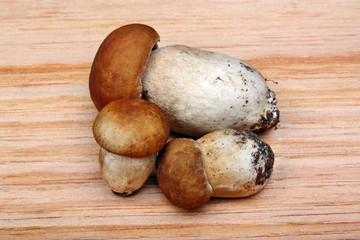 Three mushroom boletus