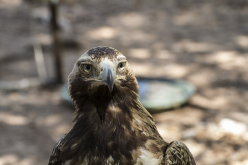 hunting, eagle brown plumage and pointed beak