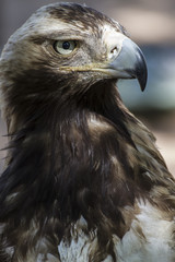 eagle brown plumage and pointed beak
