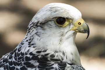 hawk, beautiful white falcon with black and gray plumage
