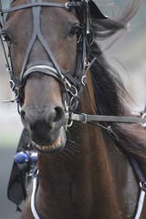 trotteur