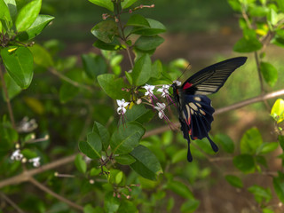 Papilio Polytes Butterfly on Clerodendrum Flower.