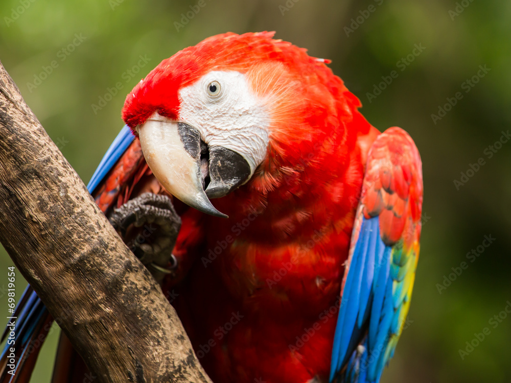 Wall mural Portrait of ..Portrait of Scarlet Macaw parrot