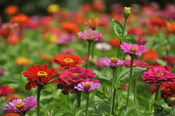 Fototapeta premium Fiori