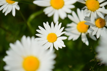 Obraz na płótnie Canvas Close-up of a daisy flower