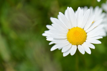 Daisy on meadow