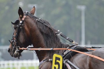 trotteur