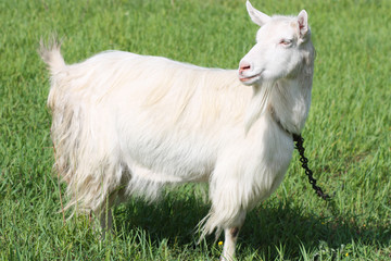 Goat on a field