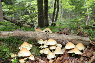 Fototapeta premium Hypholome en touffe (hypholoma fasciculare)