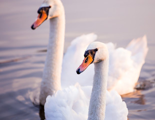 Floating swans
