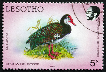 Postage stamp Lesotho 1988 Spurwing Goose, Bird