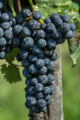 Insektizidbehandlung, Weintrauben 2