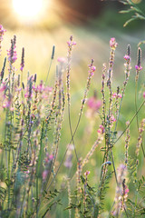 Close-up of flowering meadow