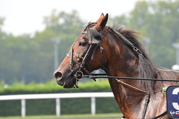 Obraz premium trotteur