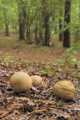common earthballs