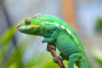 caméléon zoo de vincennes