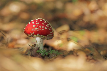 red Amanita muscaria